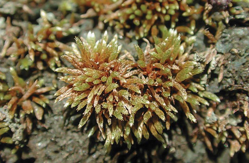 Plagiobryum zieri